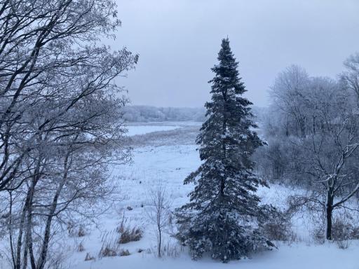 A peaceful winter landscape framed by mature trees.