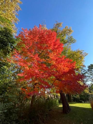 The property’s mature trees put on a spectacular display as the seasons change, surrounding the grounds in rich autumn color.