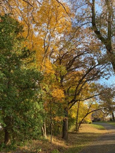 The property’s mature trees put on a spectacular display as the seasons change, surrounding the grounds in rich autumn color.