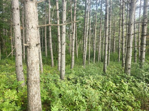 Pines