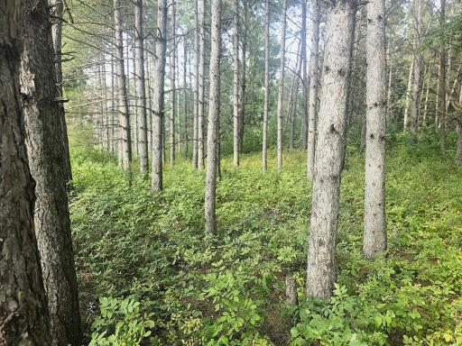 Pines on the "Back 40"