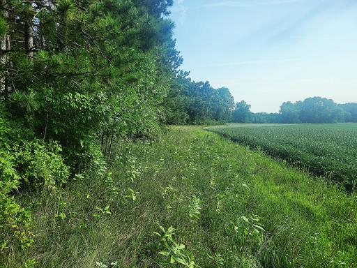Edge of the woods
