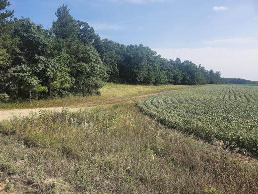 105 Acres of solid Hardwoods