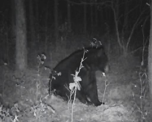 Trail Cam Black Bear