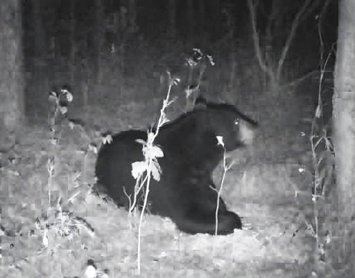 Trail Cam Black Bear