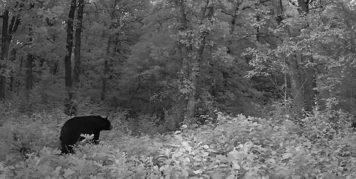 Trail Cam Black Bear