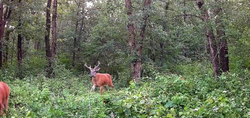 Trail Cam Buck