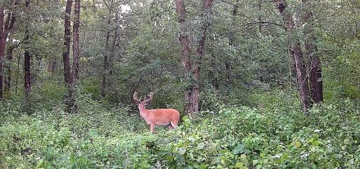 Trail Cam Buck
