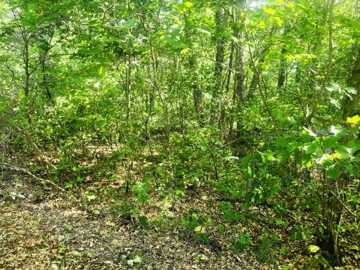 TBD 400th Street, Browerville, MN 56438