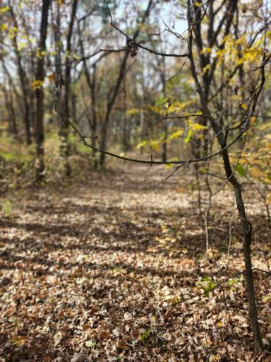 TBD 400th Street, Browerville, MN 56438
