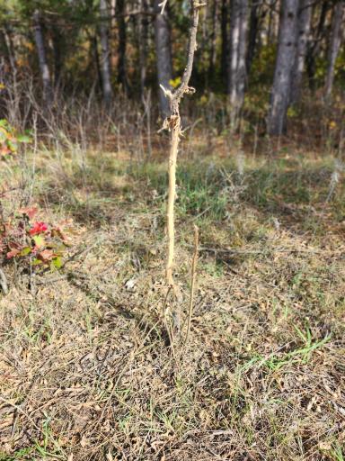TBD 400th Street, Browerville, MN 56438