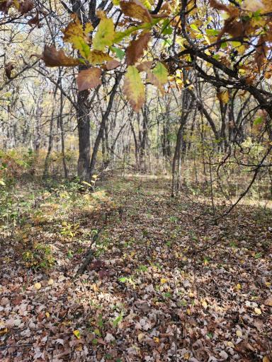 TBD 400th Street, Browerville, MN 56438