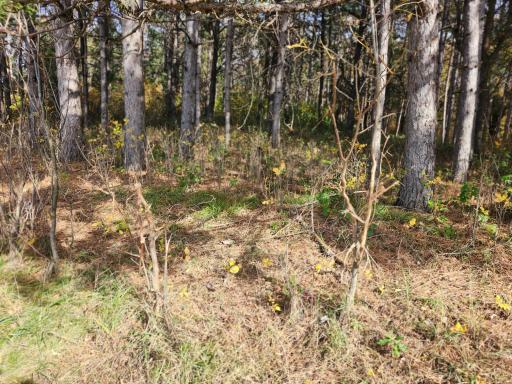 TBD 400th Street, Browerville, MN 56438