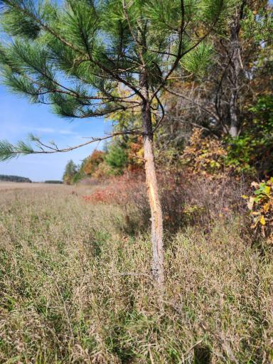 TBD 400th Street, Browerville, MN 56438