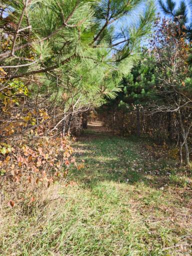 TBD 400th Street, Browerville, MN 56438