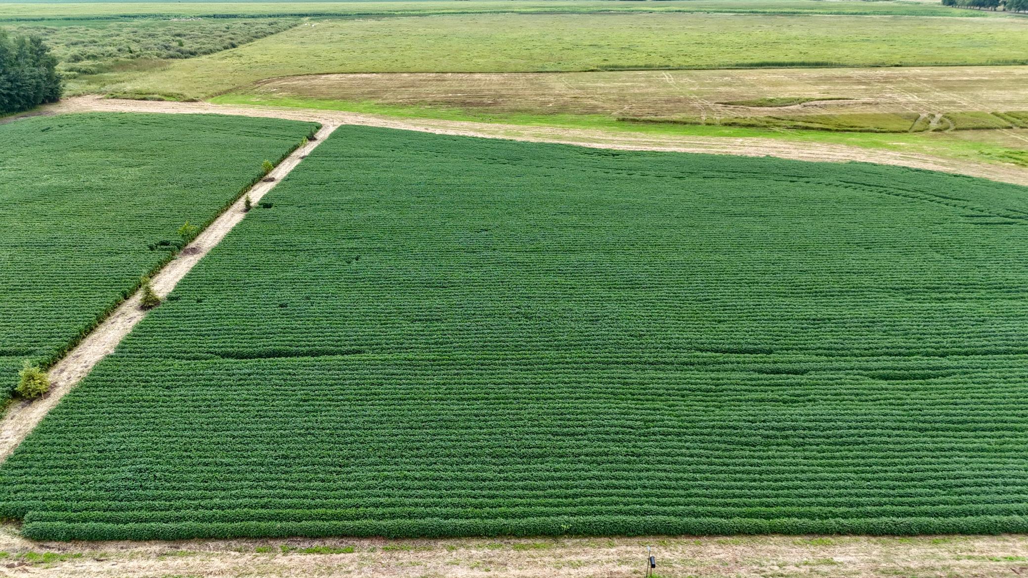 DJI_20260813134424_0042_D.JPG