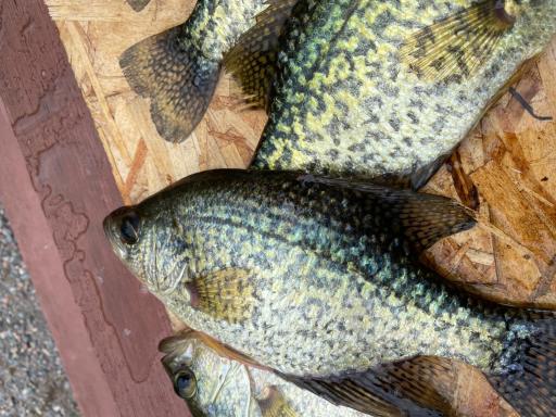 Nice big crappies!