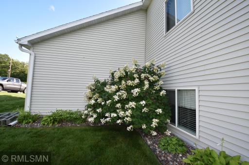 Mature shrubs and strawberries