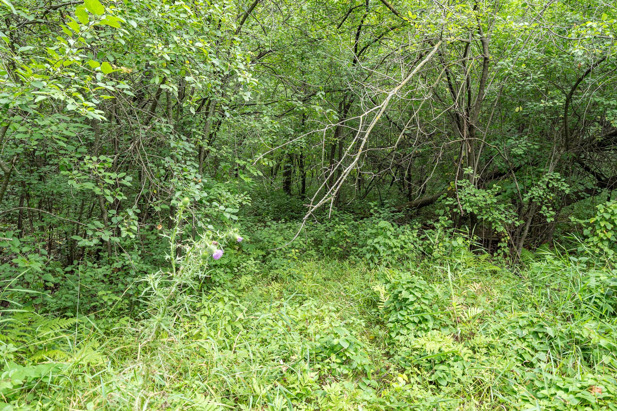 DSC01653.jpg