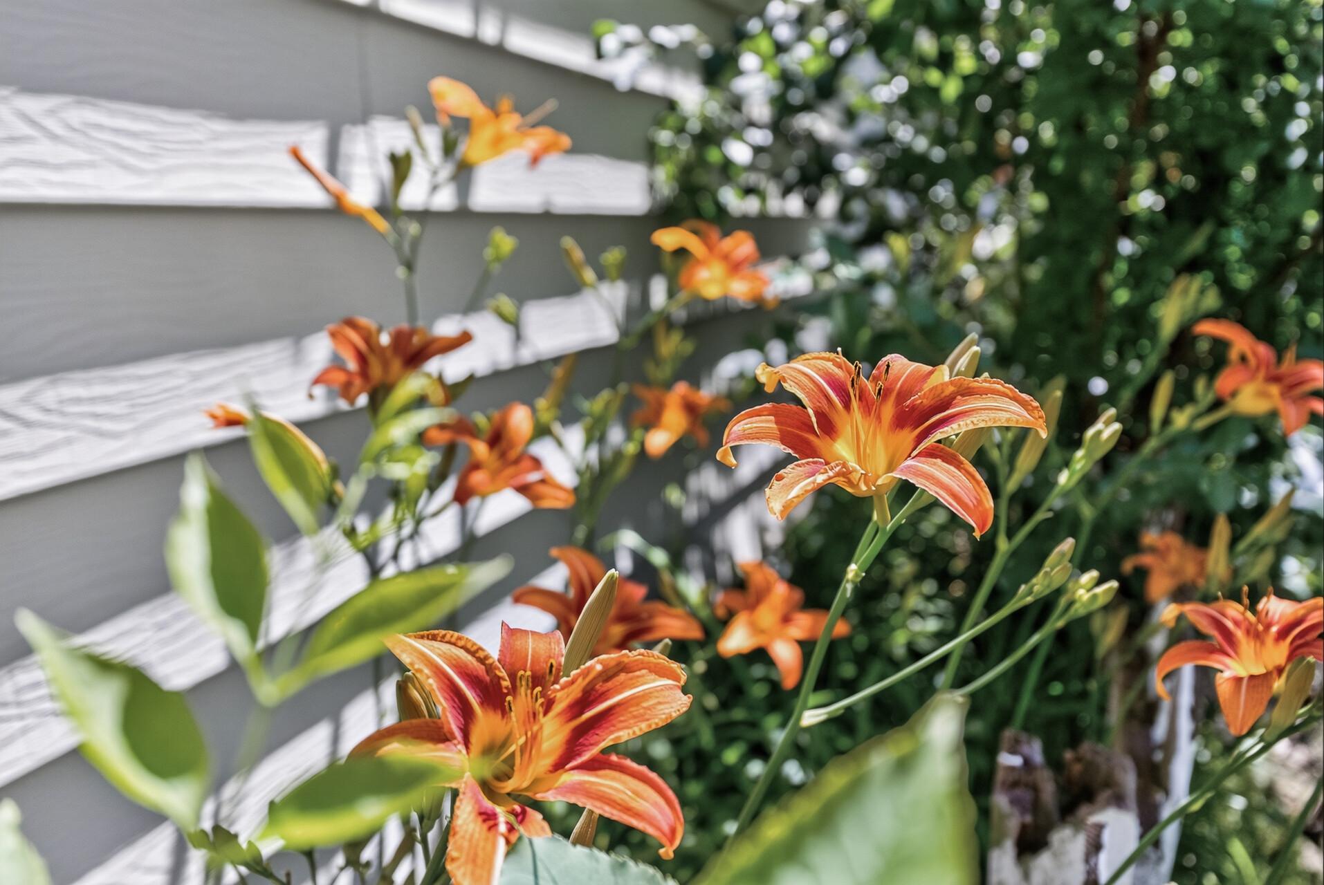 Perennials