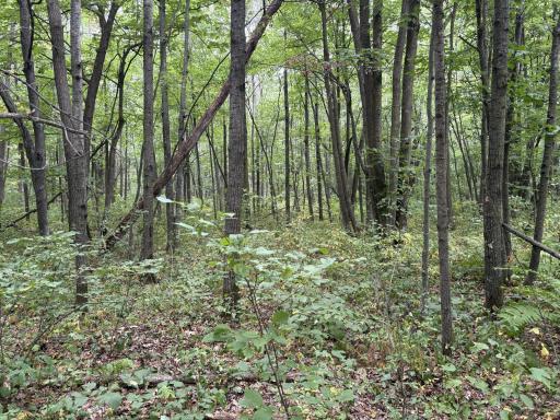 XXX Meadowview Road, Brainerd, MN 56401