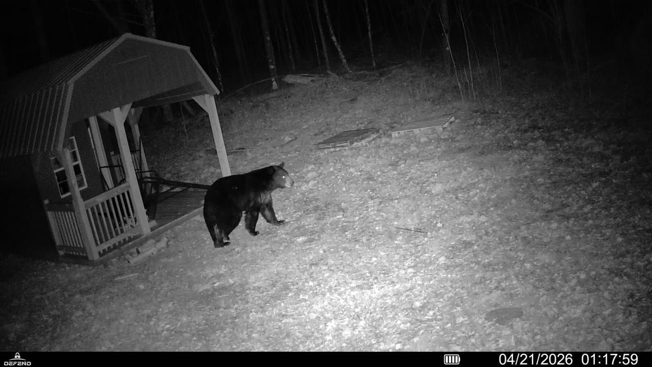 43 Bear.JPG