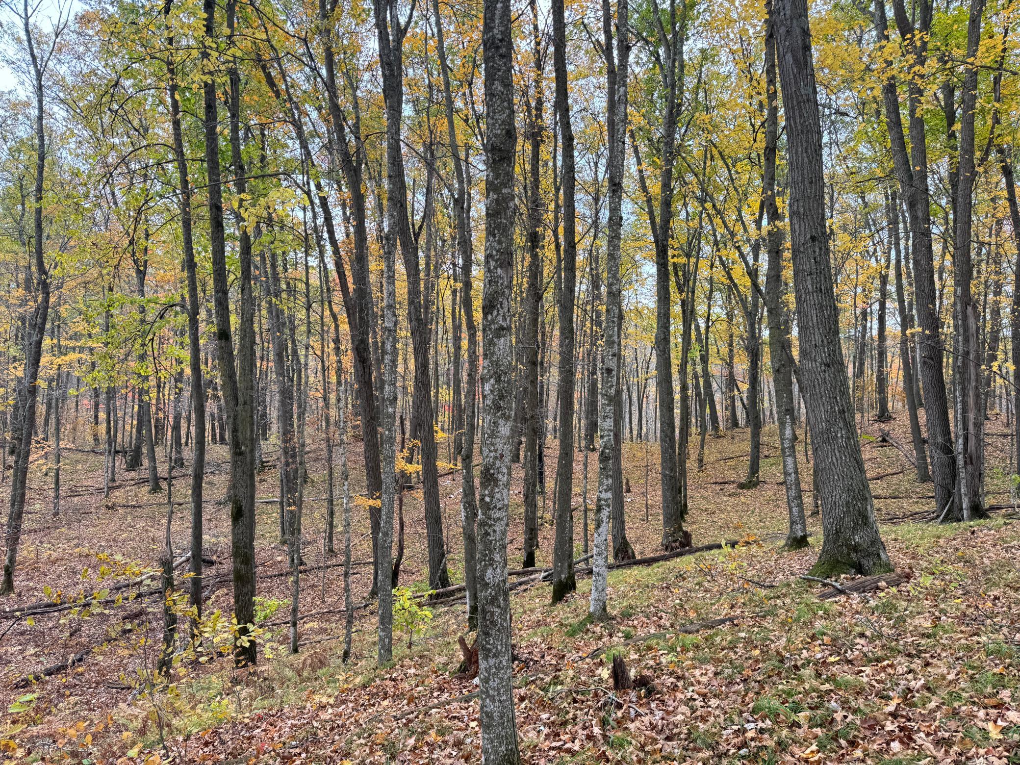 IMG_7334.JPG