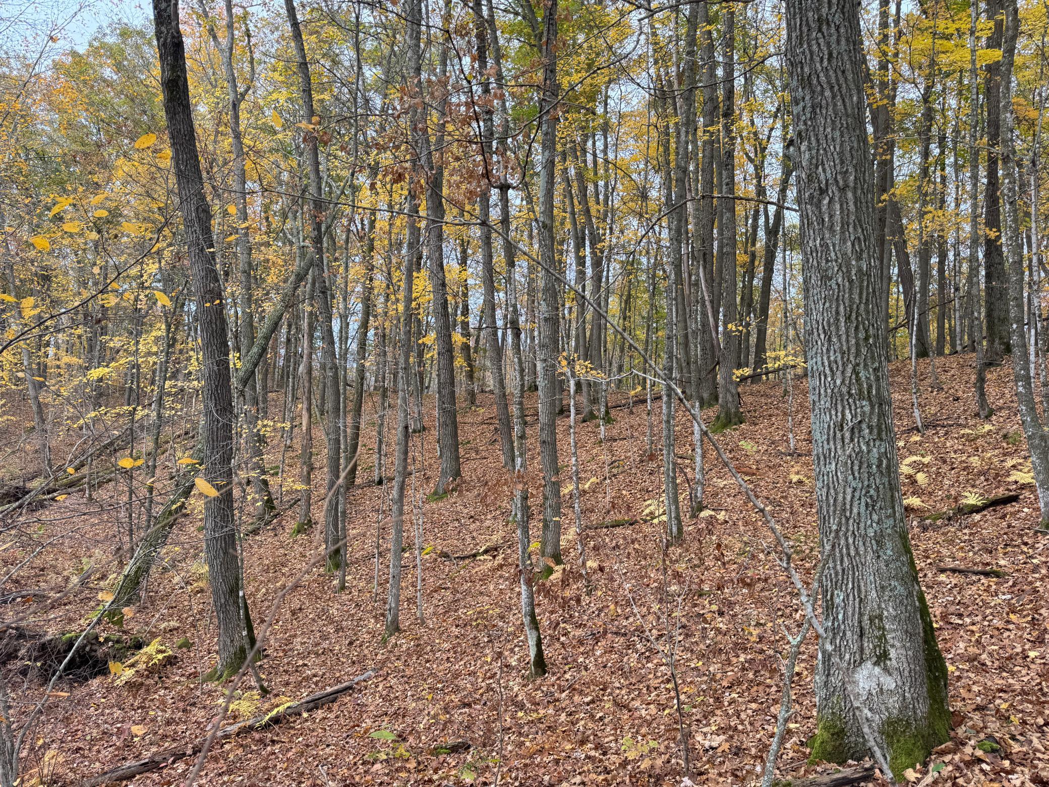 IMG_7345.JPG