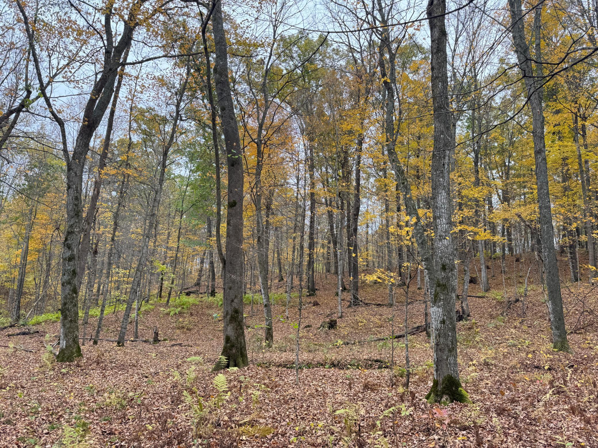 IMG_7310.JPG