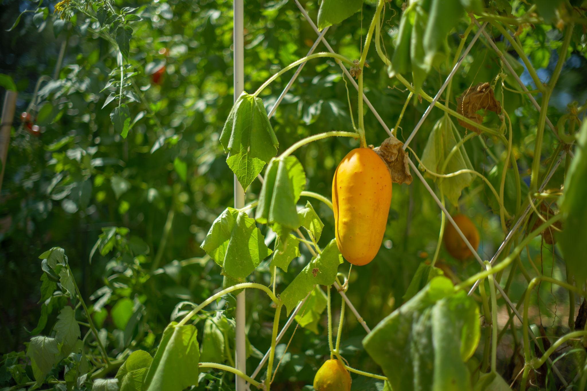 Photo 49