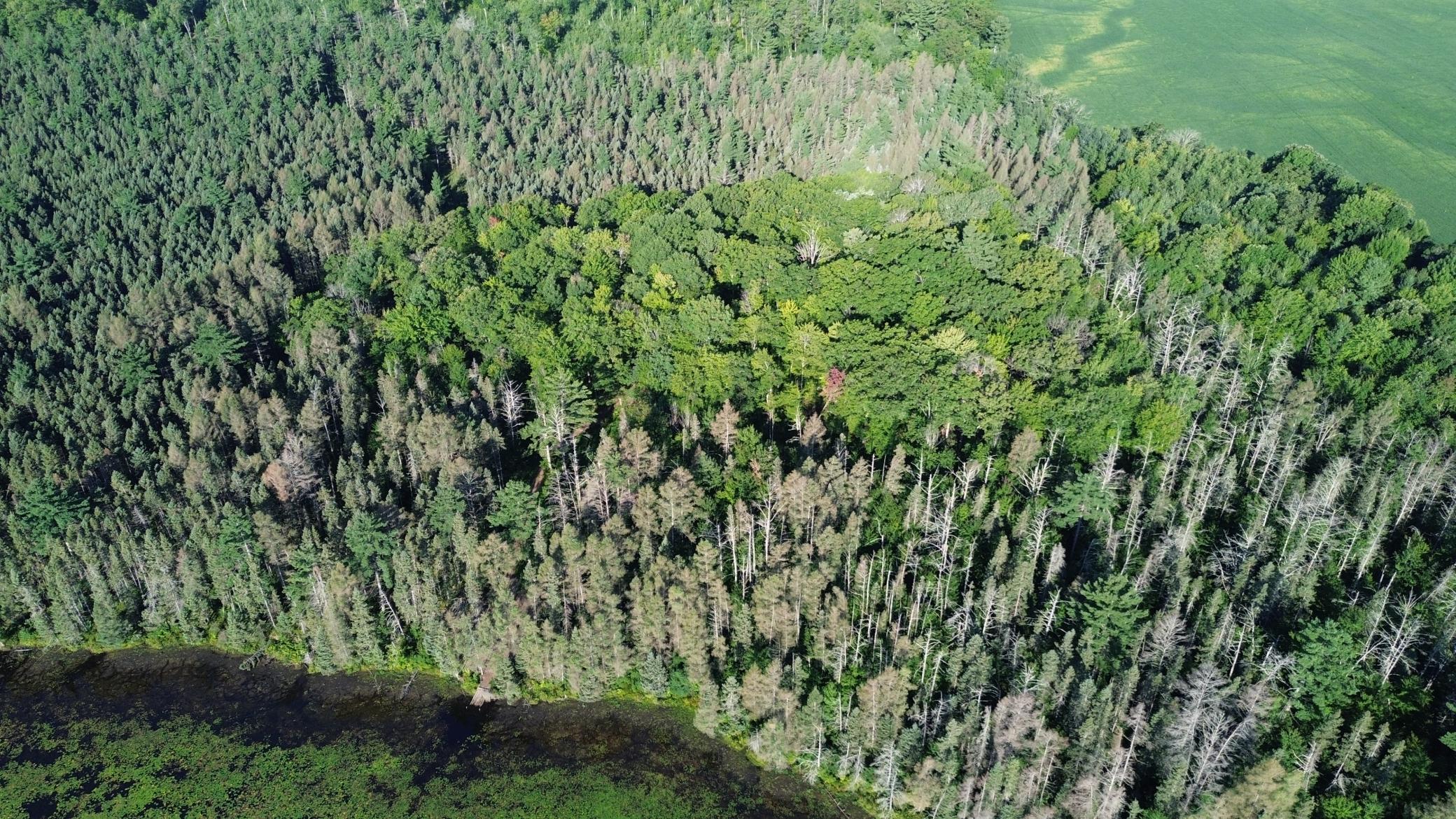 DJI_0705.JPG