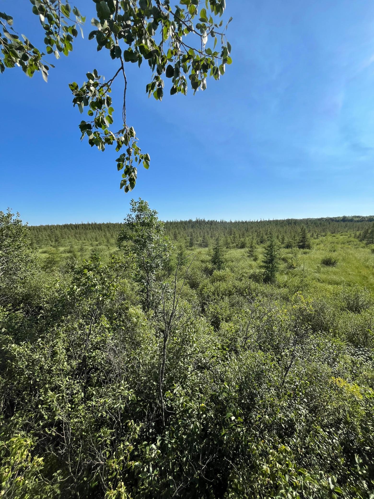 A Hunter's Dream Property with Diverse Terrain and Cover