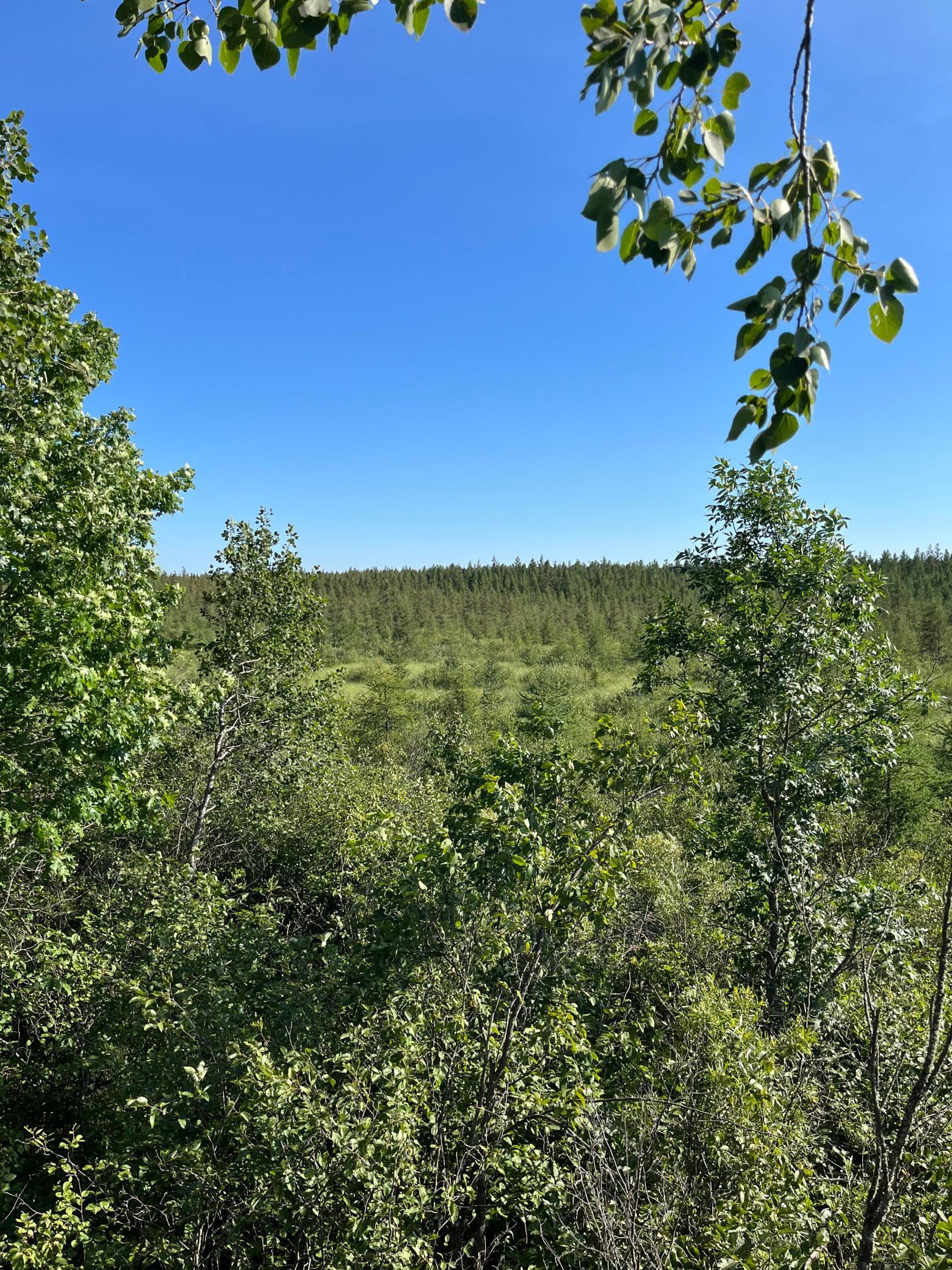236+ Acre Piece of Affordable Hunting and Recreational Property