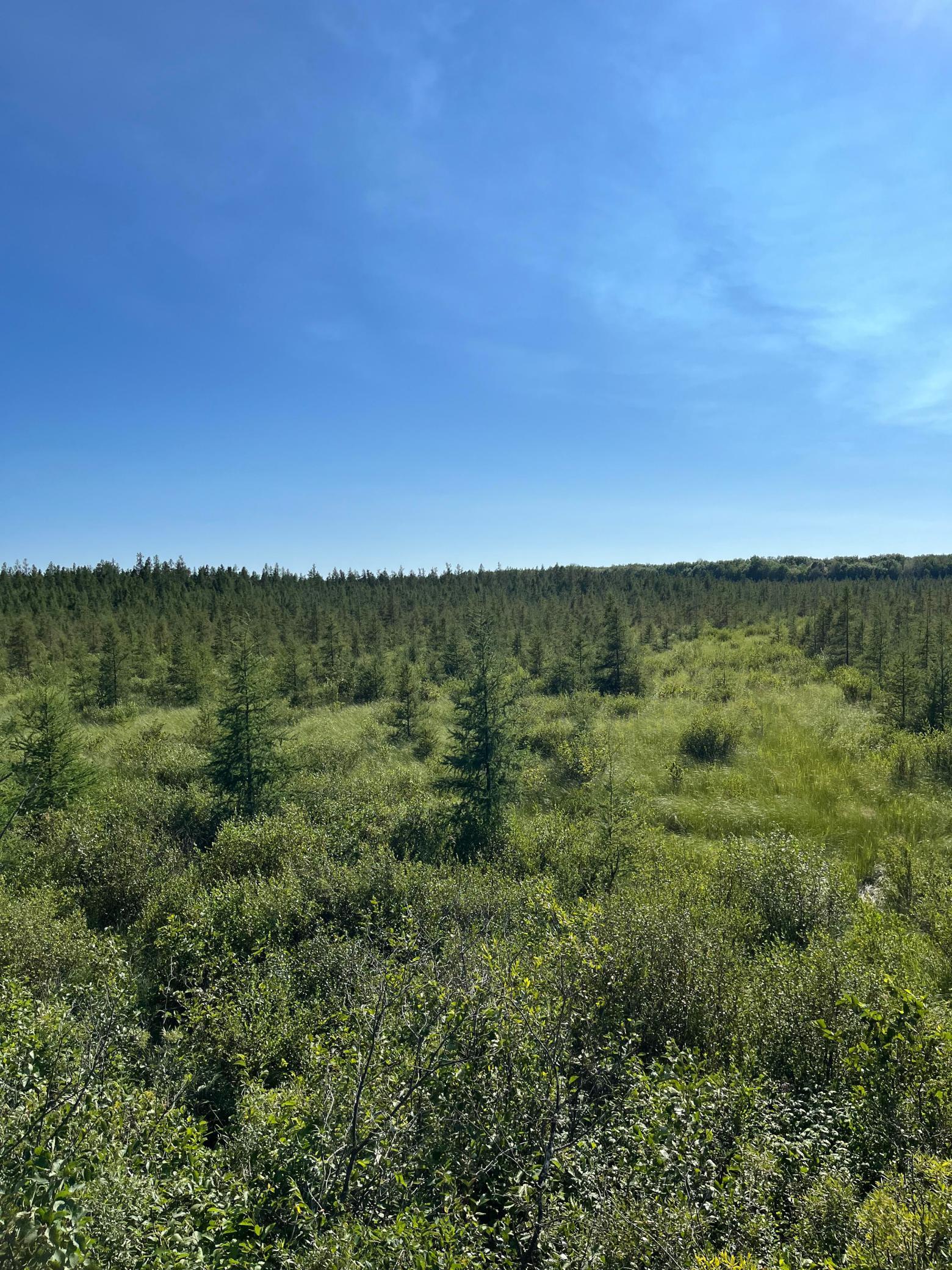 236+ Acre Piece of Affordable Hunting and Recreational Property