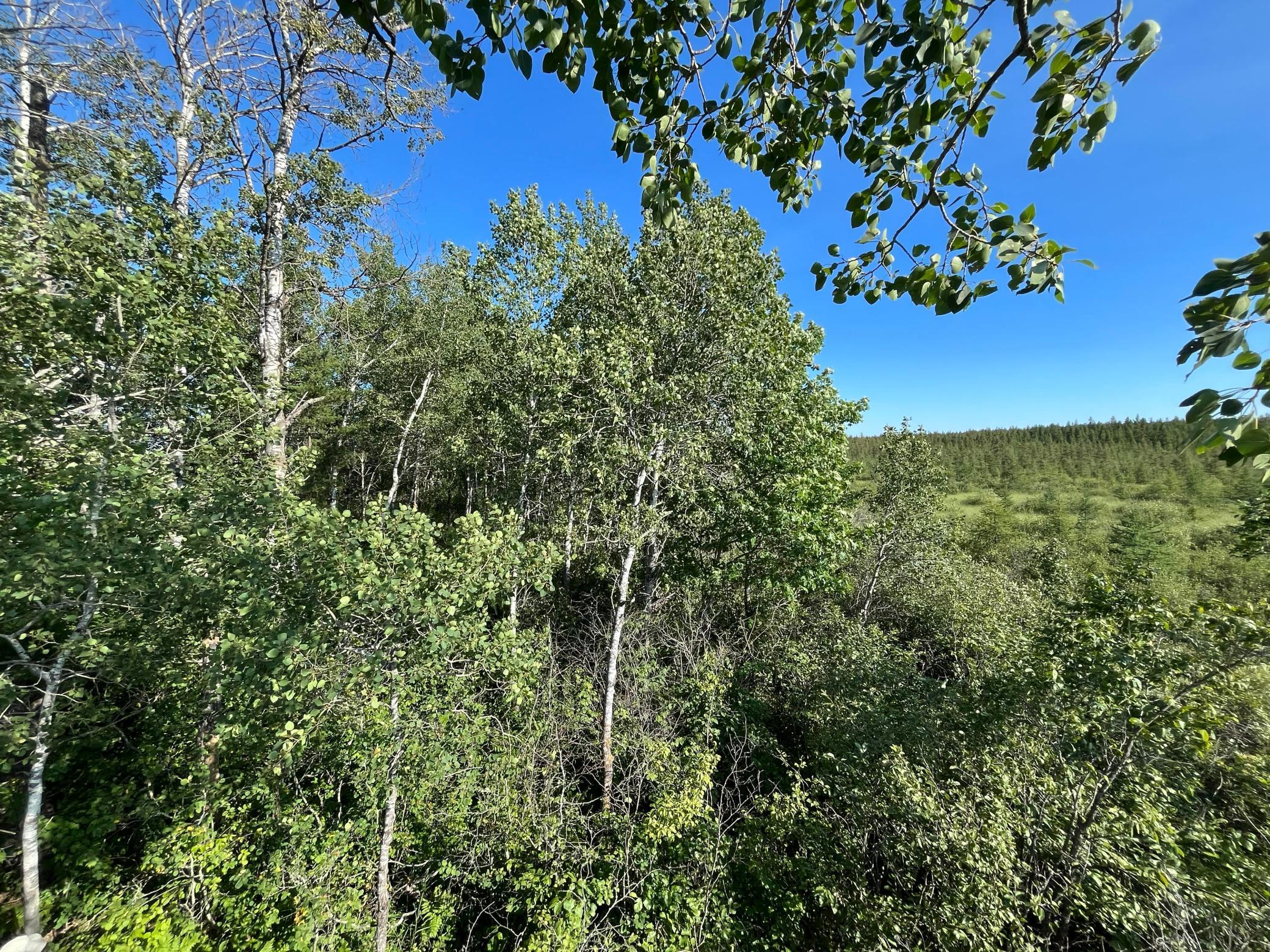 236+ Acre Piece of Affordable Hunting and Recreational Property