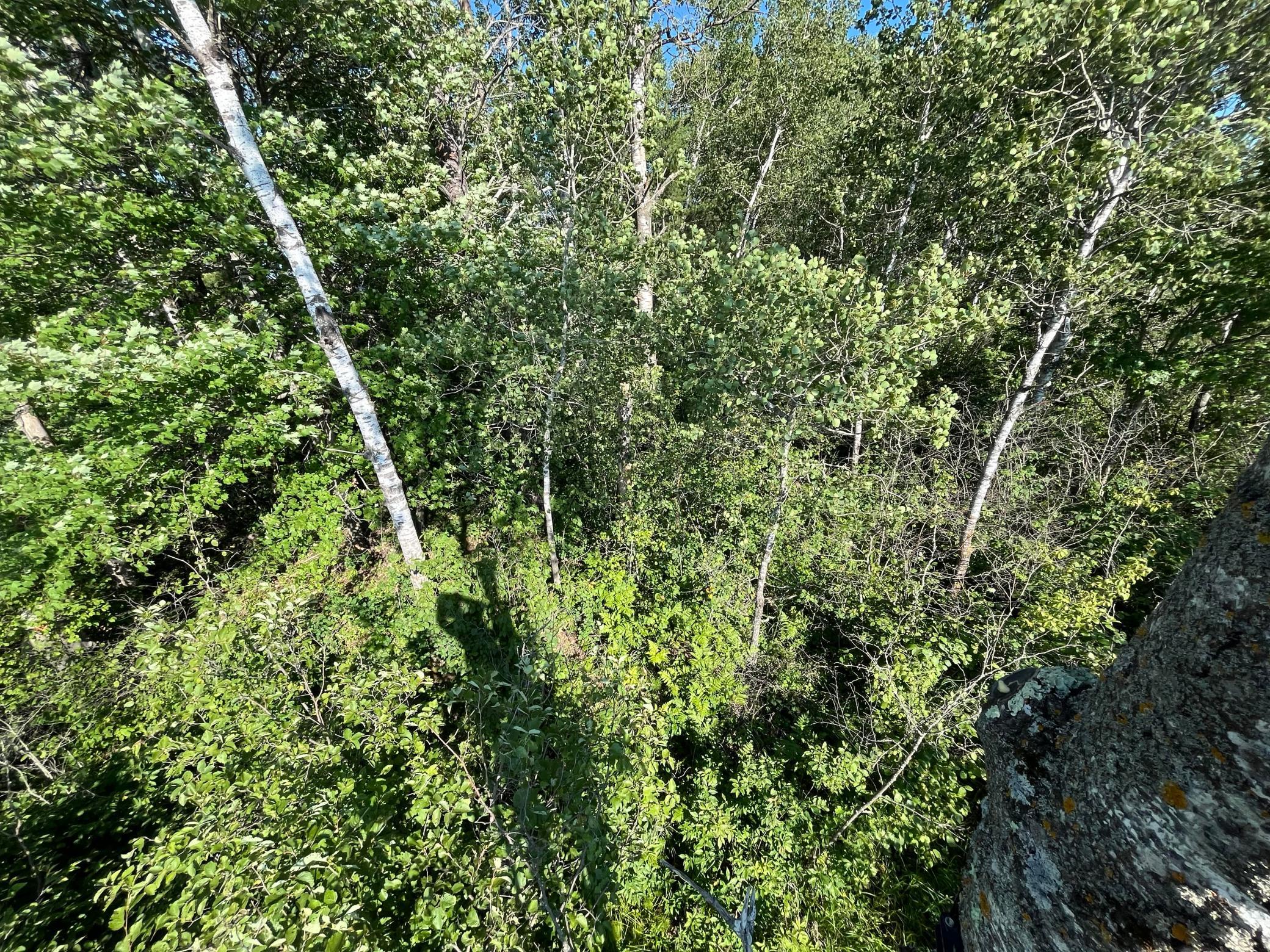236+ Acre Piece of Affordable Hunting and Recreational Property