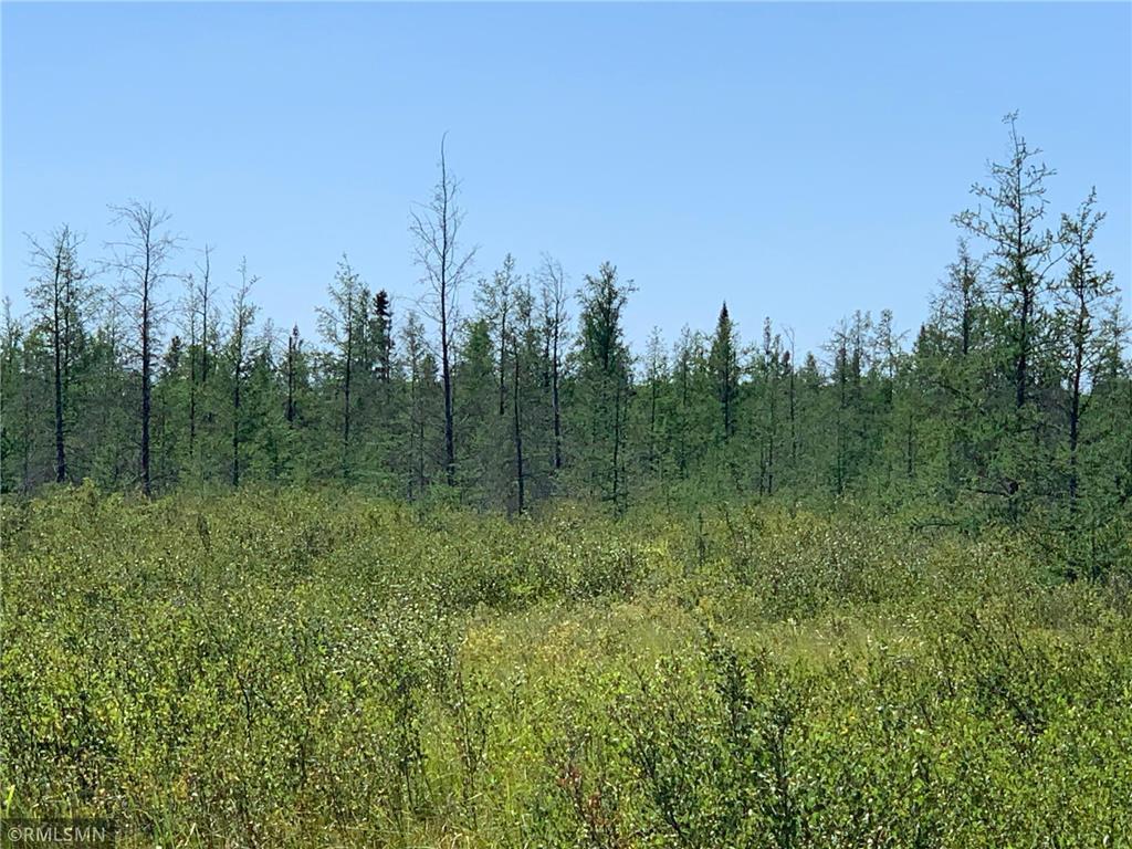 236+ Acre Piece of Affordable Hunting and Recreational Property