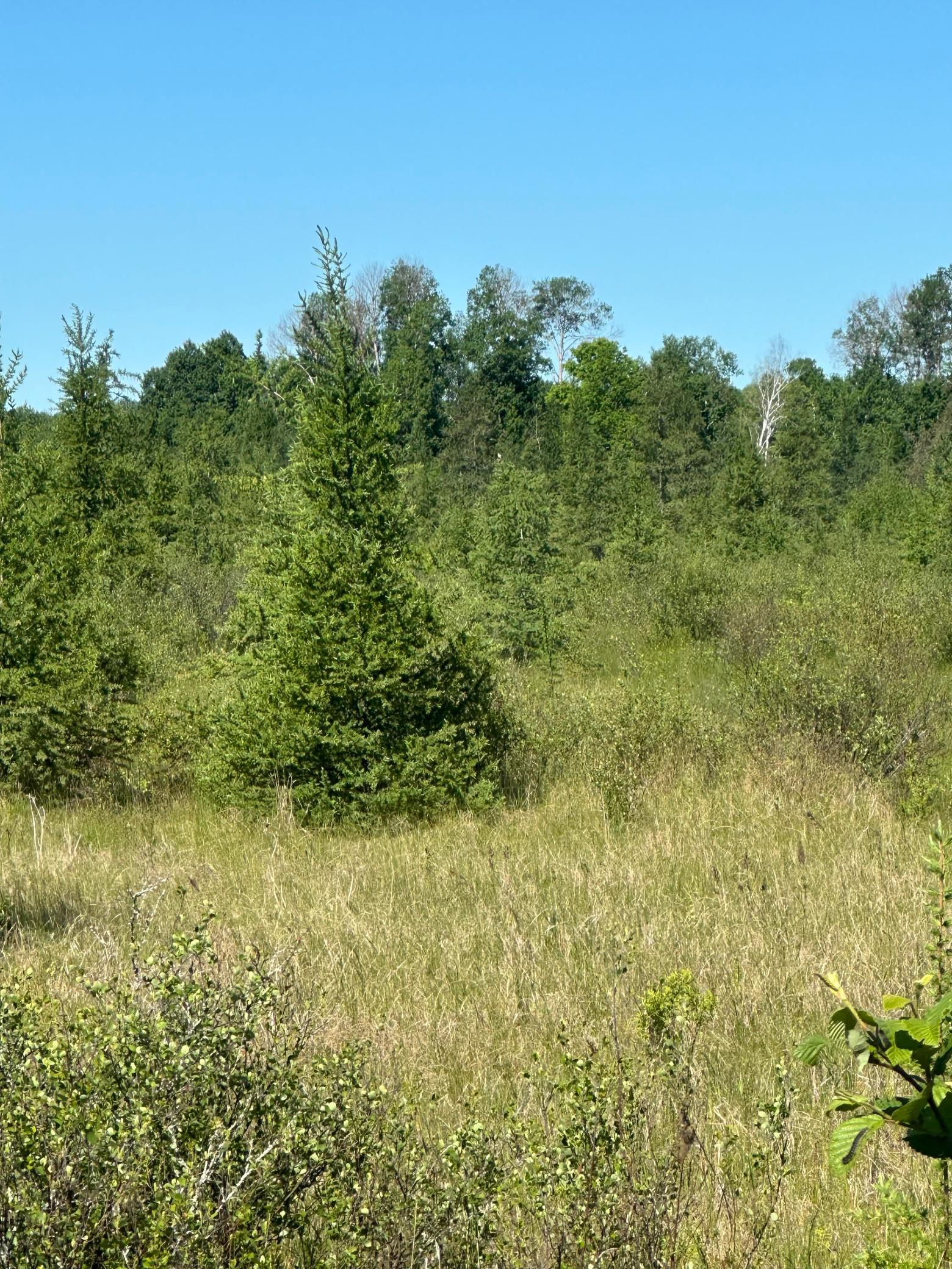 236+ Acre Piece of Affordable Hunting and Recreational Property