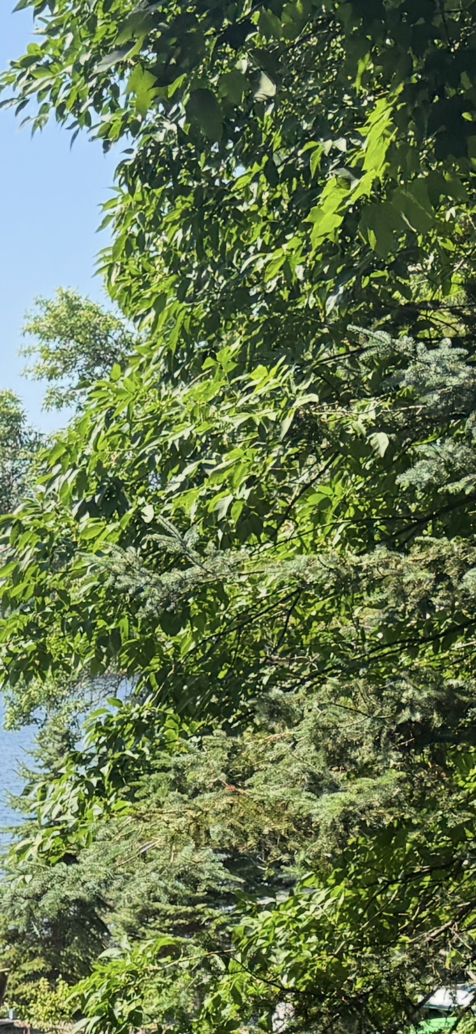 IMG_7253.PNG