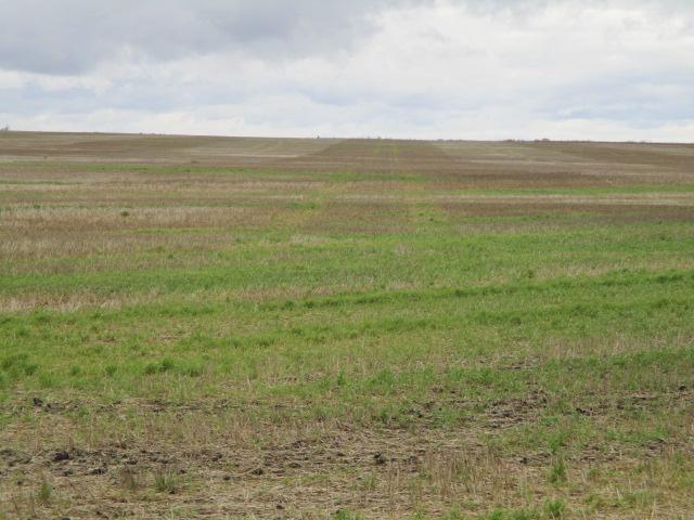2P Tillable acres. Looking northeast..JPG