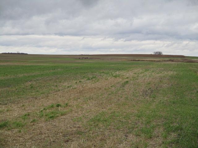 3P Tillable acres and low, wet area on south boundary. Looking east..JPG