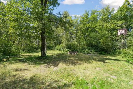 Clearing where the deer stand is