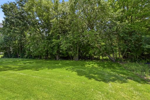 Tree line view in the backyard