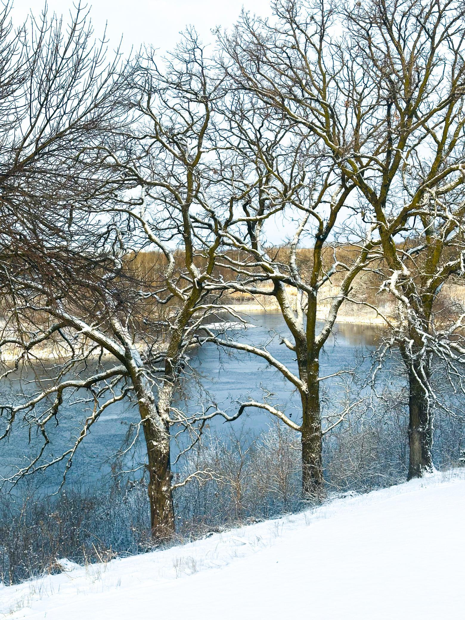 Winter pond.jpg