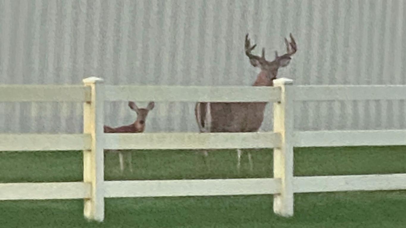 Buck with fawn.jpg
