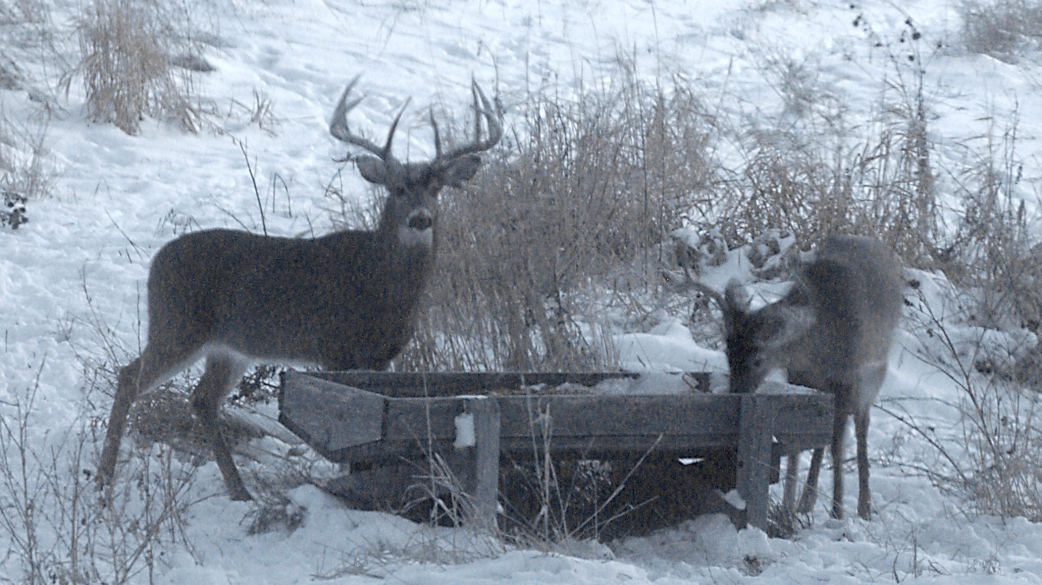 10 & 8 Point Buck at the Feeder.jpg