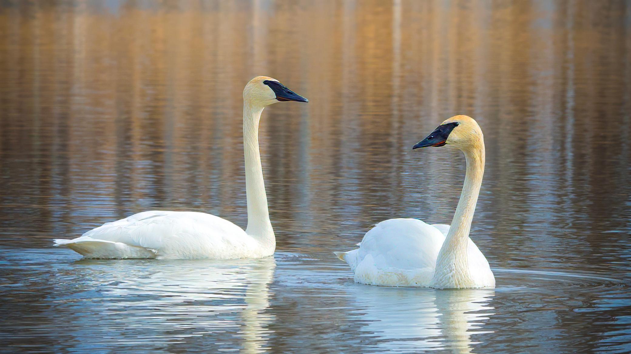 Trumpeter Swans at the Kjos Farm_LTK9447.jpg