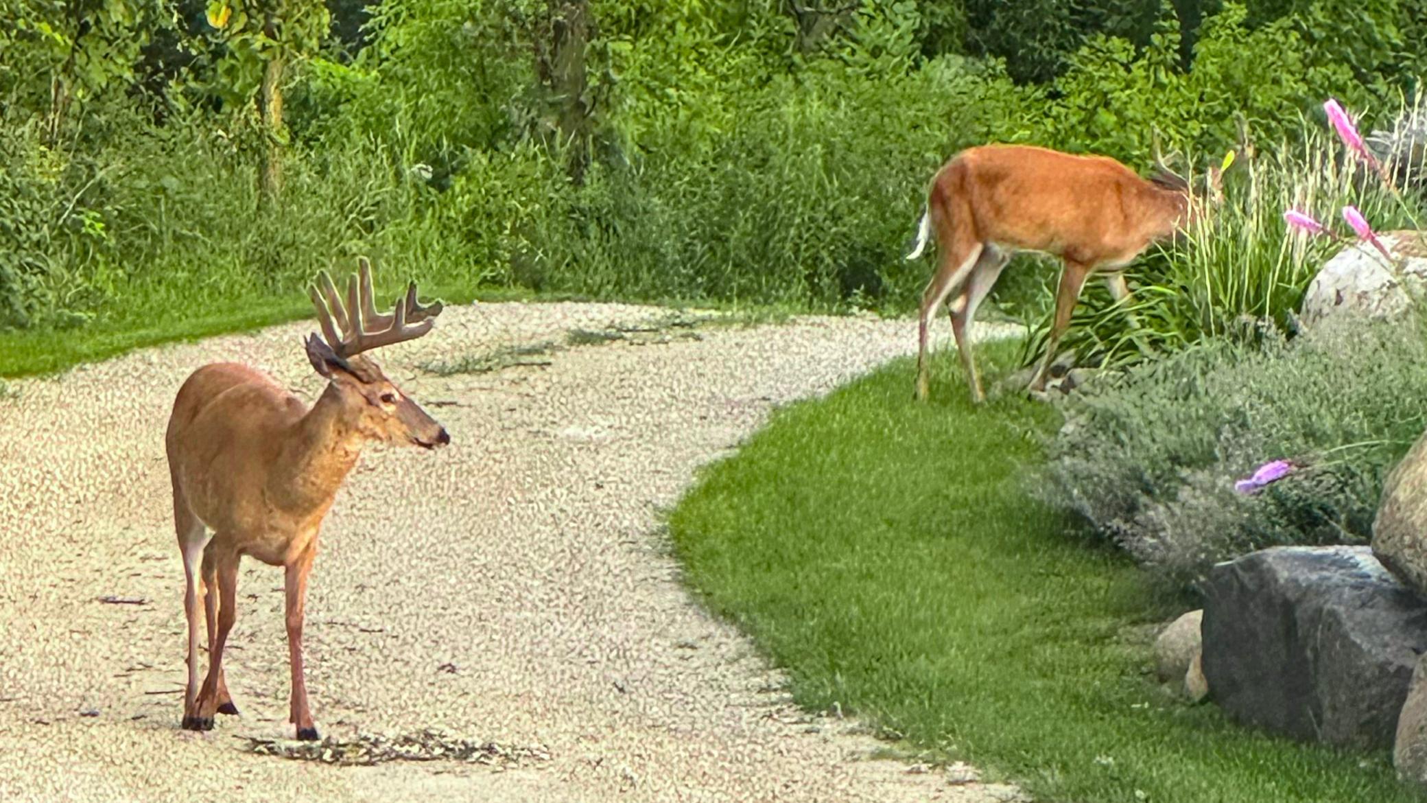 Bucks in the Driveway.jpg
