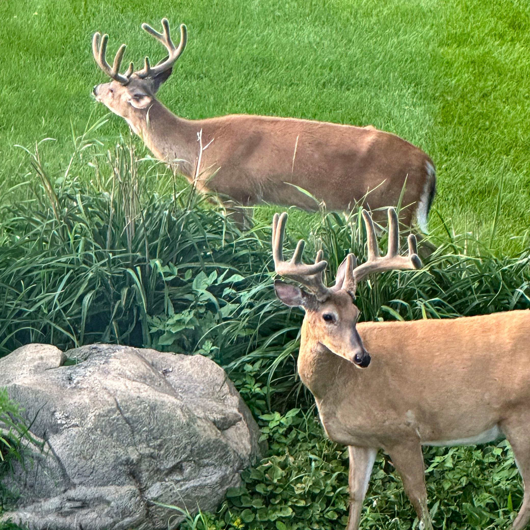 Bucks in Velvet.jpg