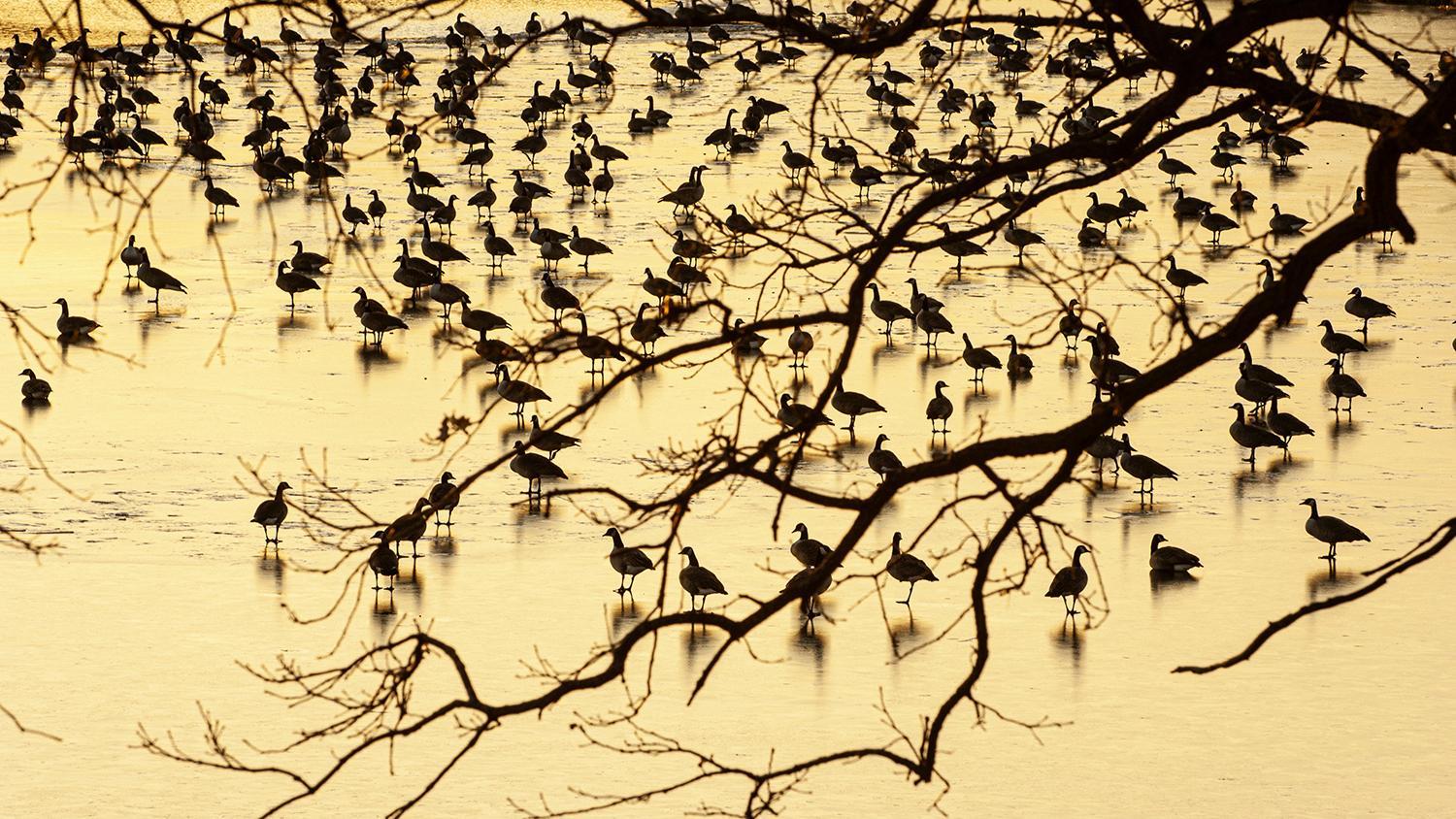 Late Season Honkers at the Farm_DSC0002.jpg